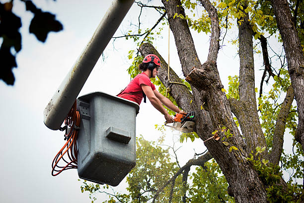 Best Tree Risk Assessment  in Sarasota Springs, FL